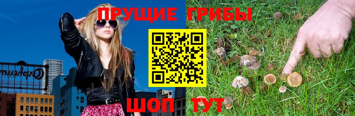 Галлюциногенные грибы Cubensis Сафоново