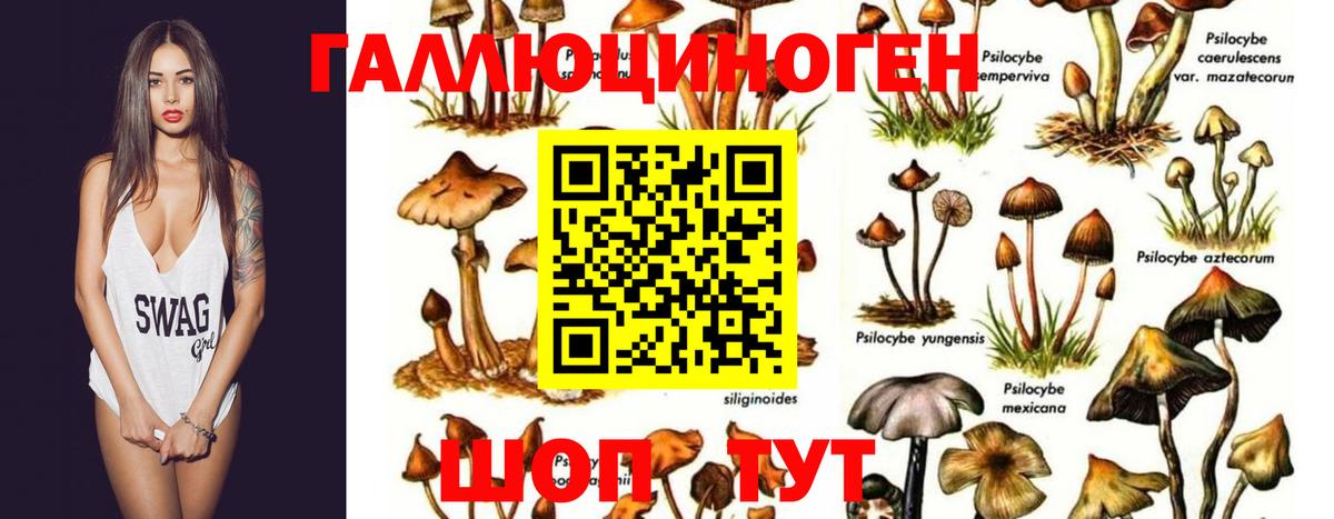 Псилоцибиновые грибы прущие грибы  Вход с VPN  Сафоново 